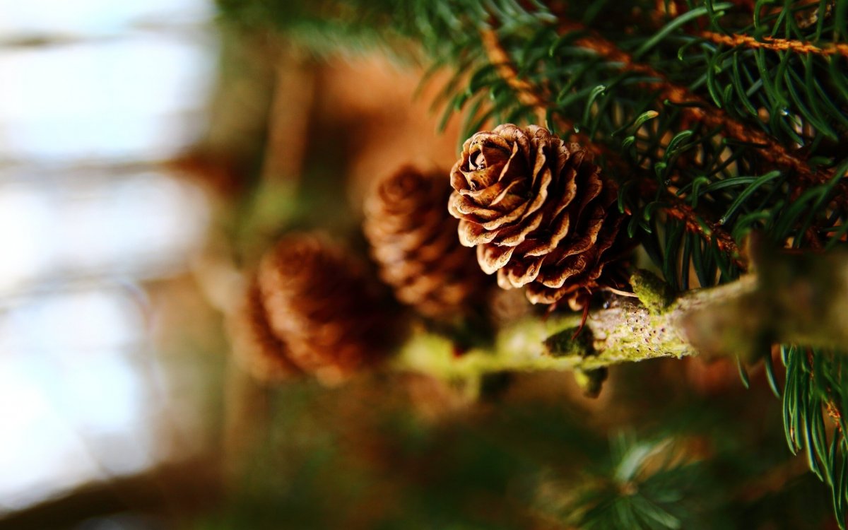 Зима лес горы