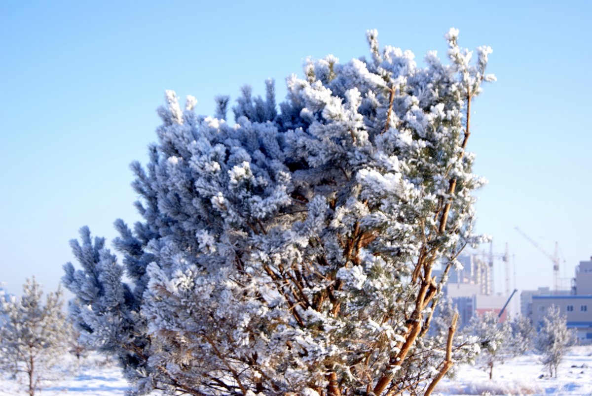 Кедры ливанские зимой