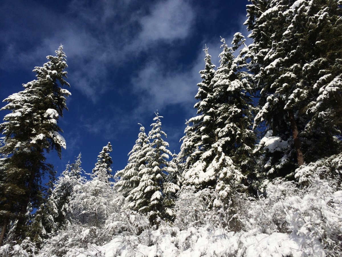 Заснеженные ветки сосны