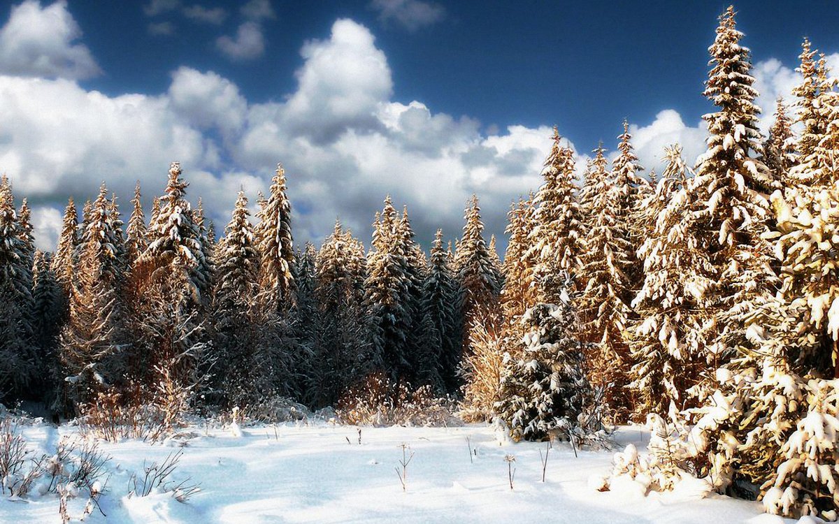 Природа зима лес