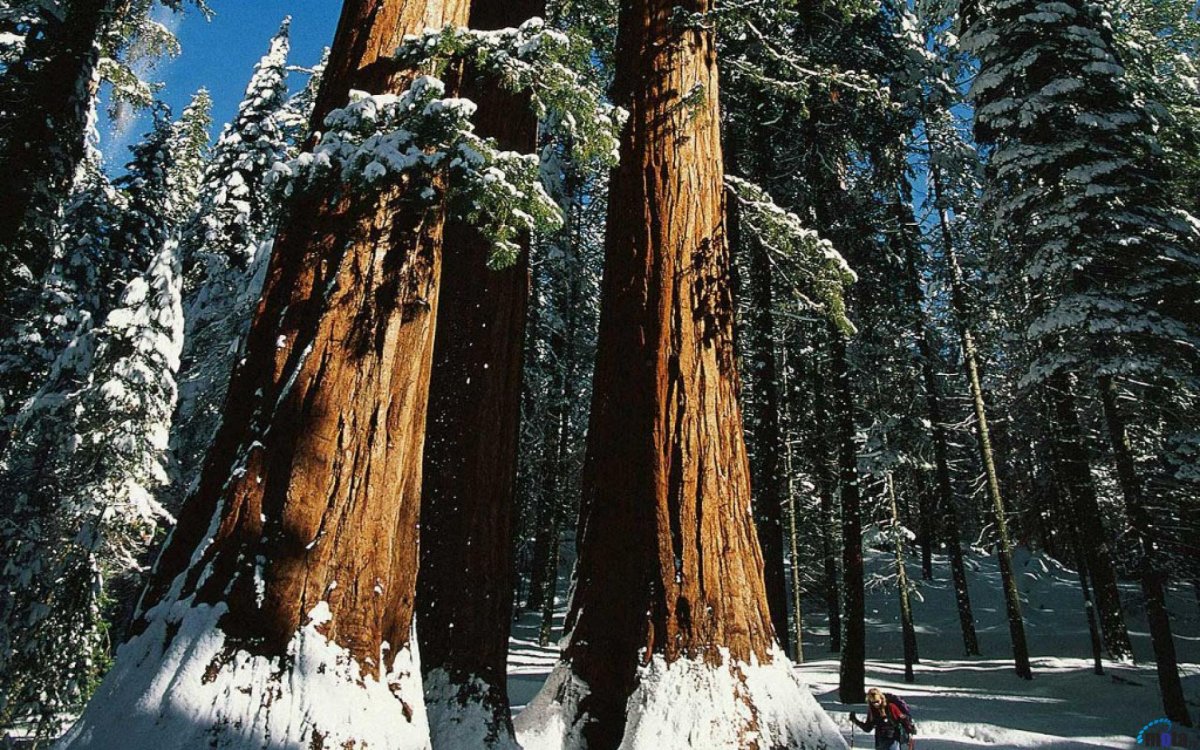 Зимний лес обои на рабочий стол