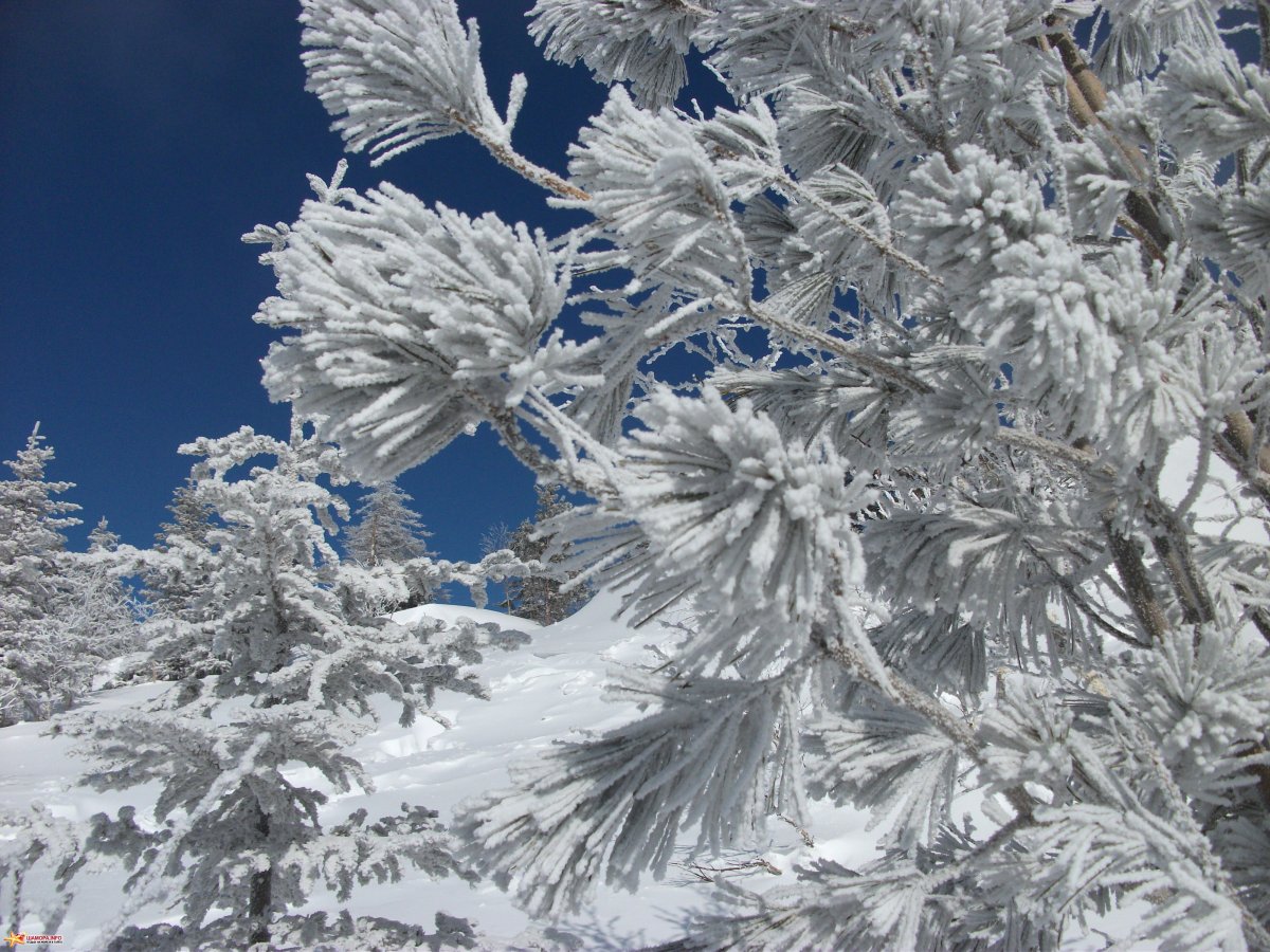 Сибирь в Кедровом лесу снег