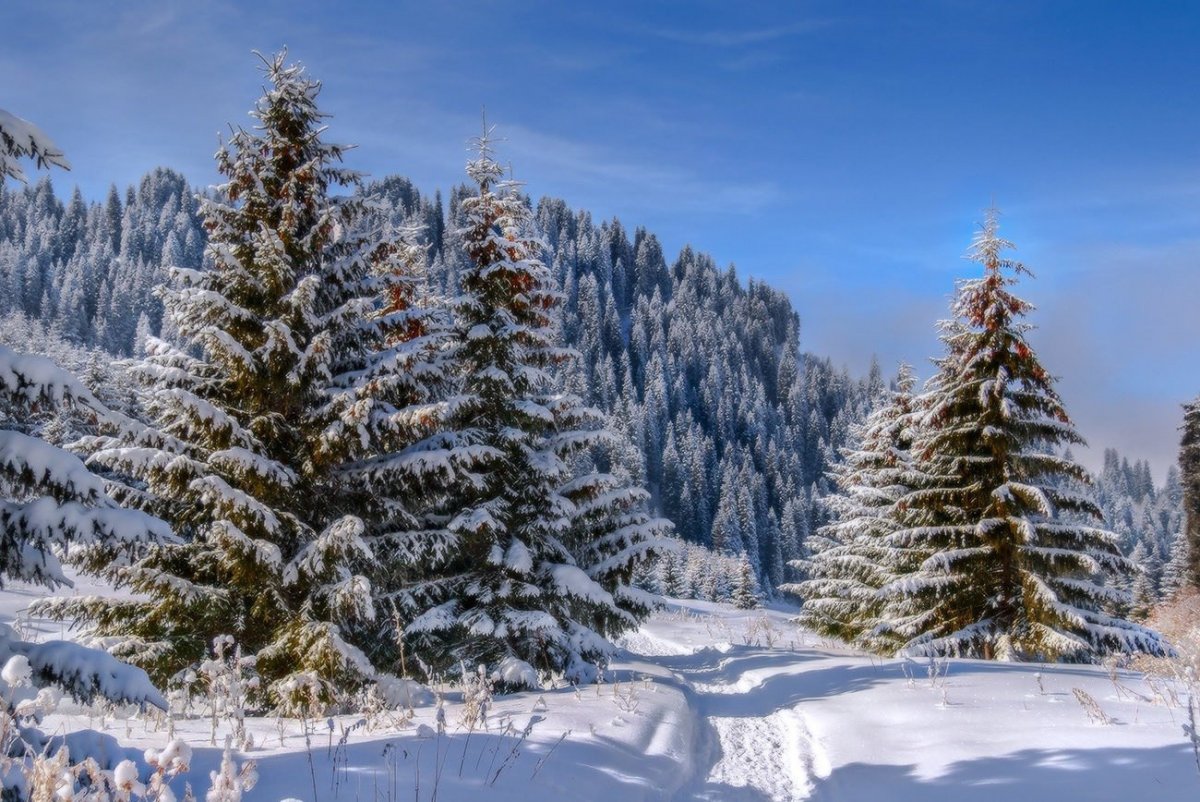 Пихта Сибирская зимой