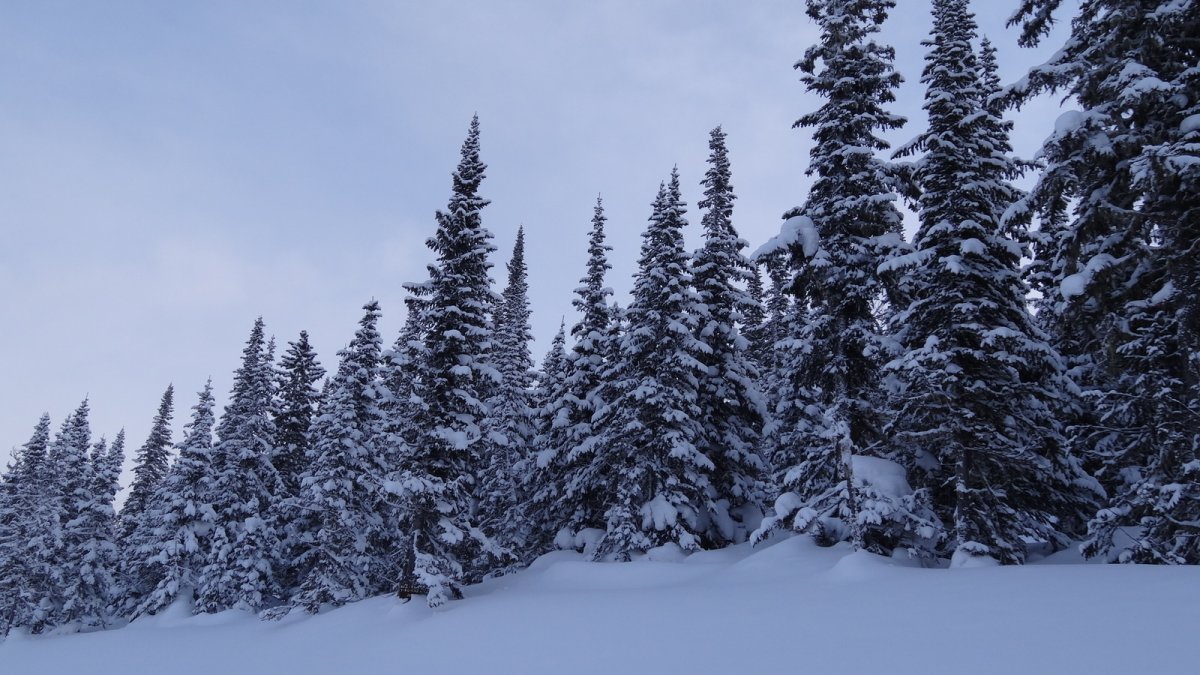 Кедр в Канаде