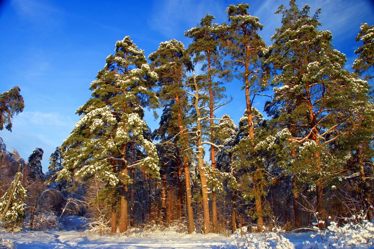 Сосны в снегу