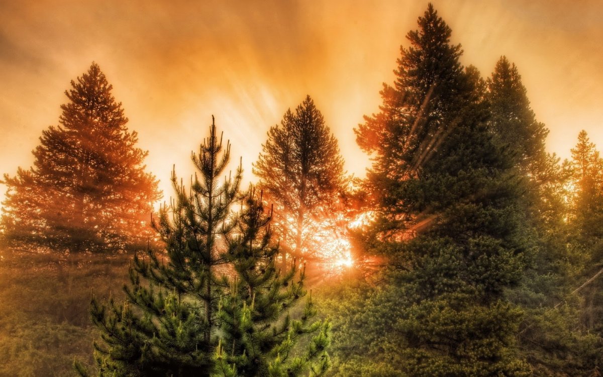 Сибирский кедр зимой