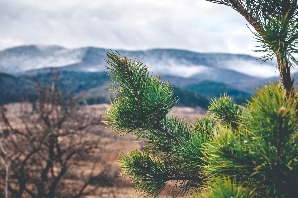 Сосна Димержи Даниил Коржонов