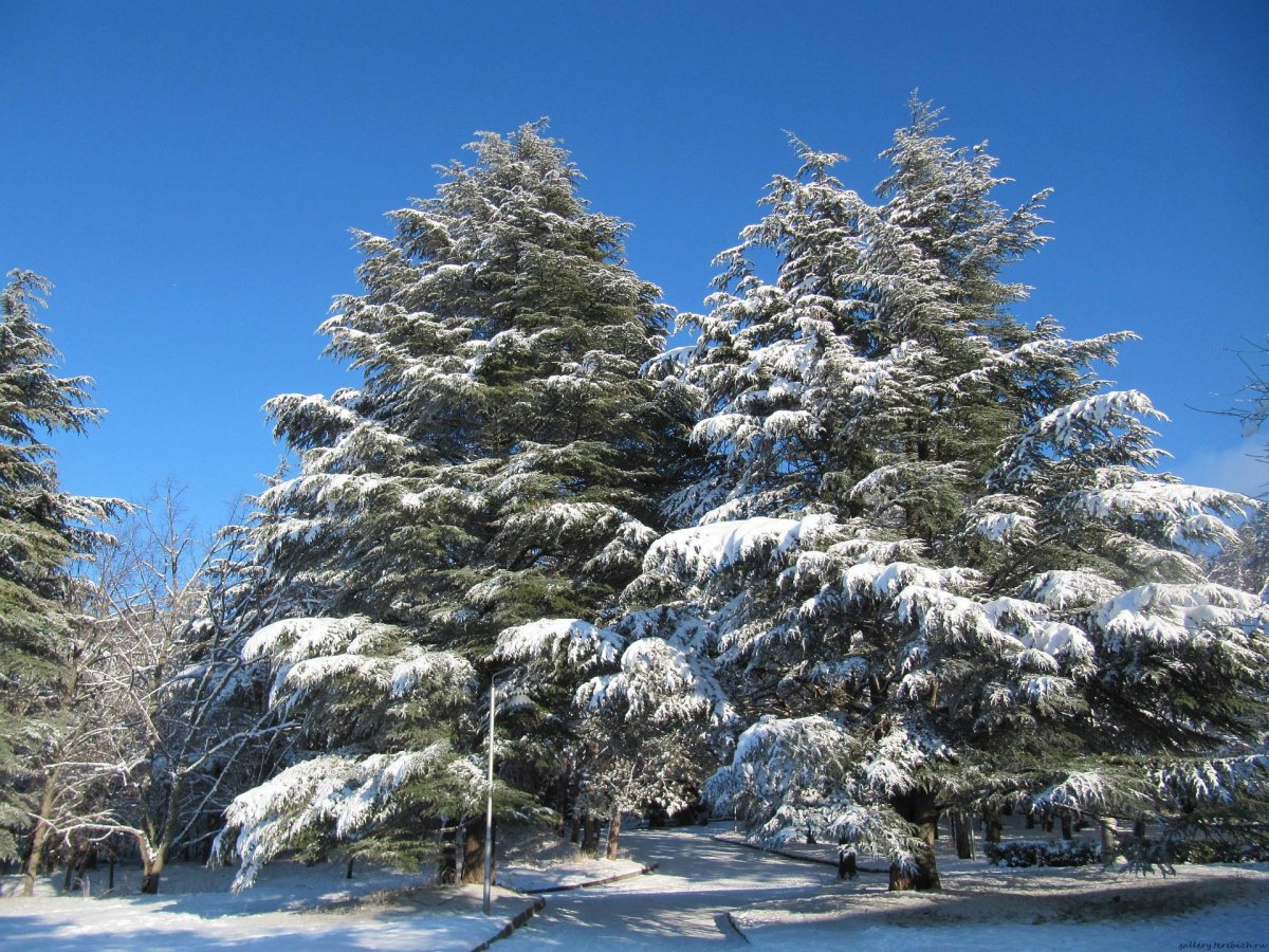 Шапшинские кедровники