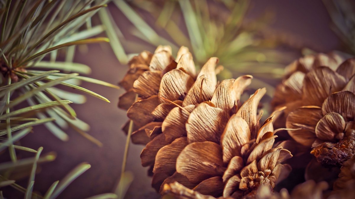 Кедр Сибирский хвоинки