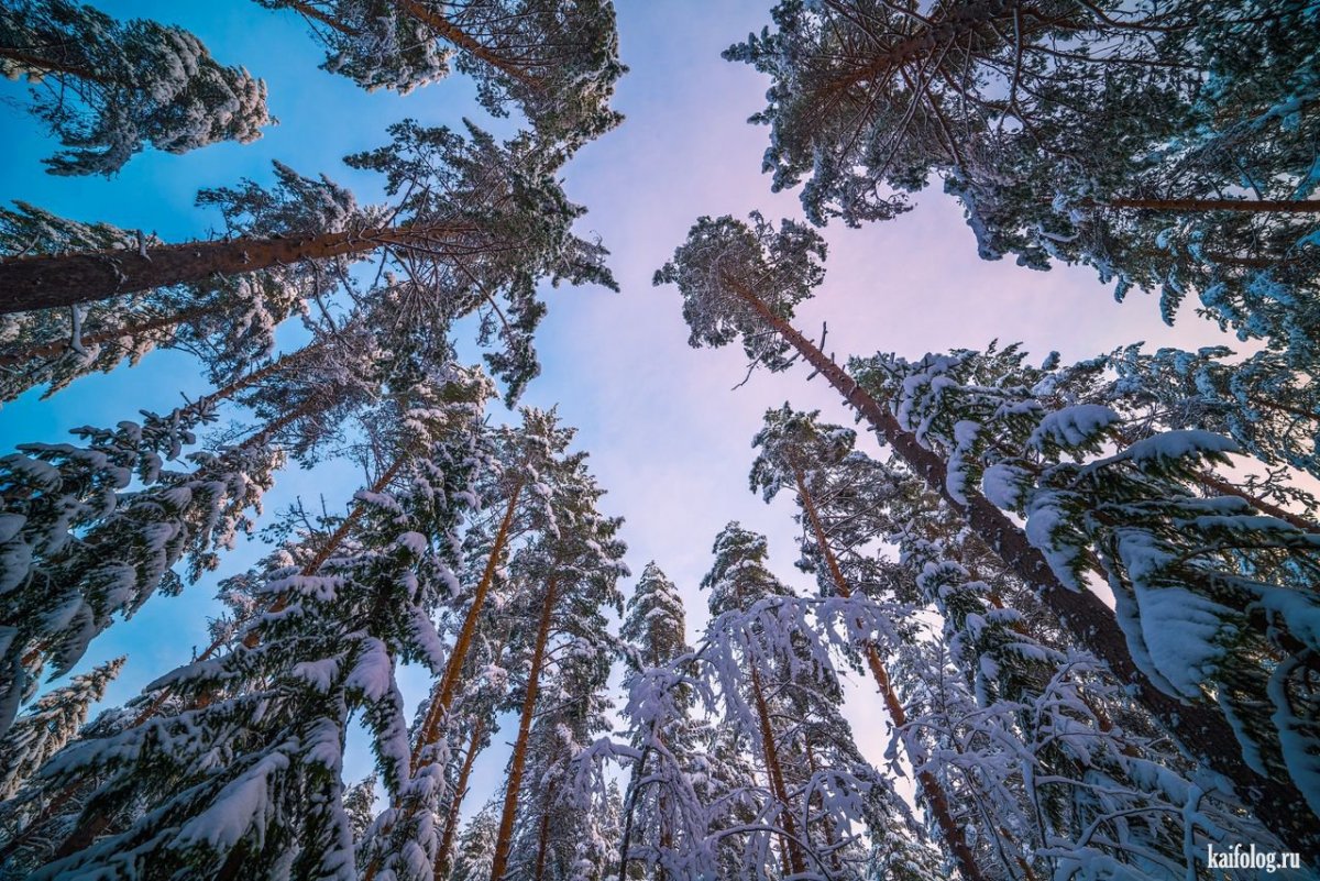 Снежный хвойный лес