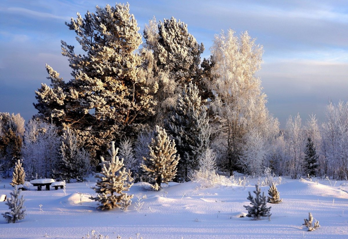 Сибирский кедр лиственница