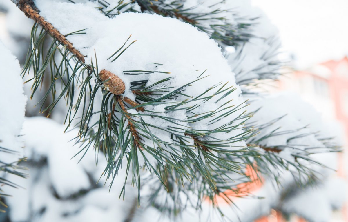 Иней покрыл деревья