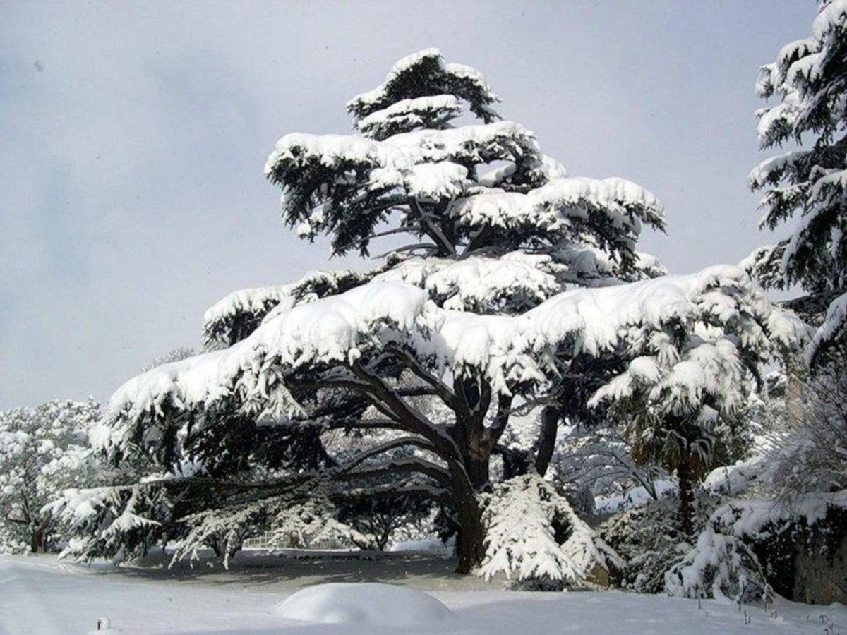 Ель Балатон