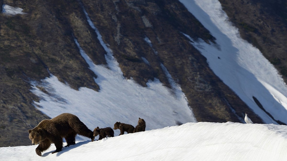 Горный Алтай медведи