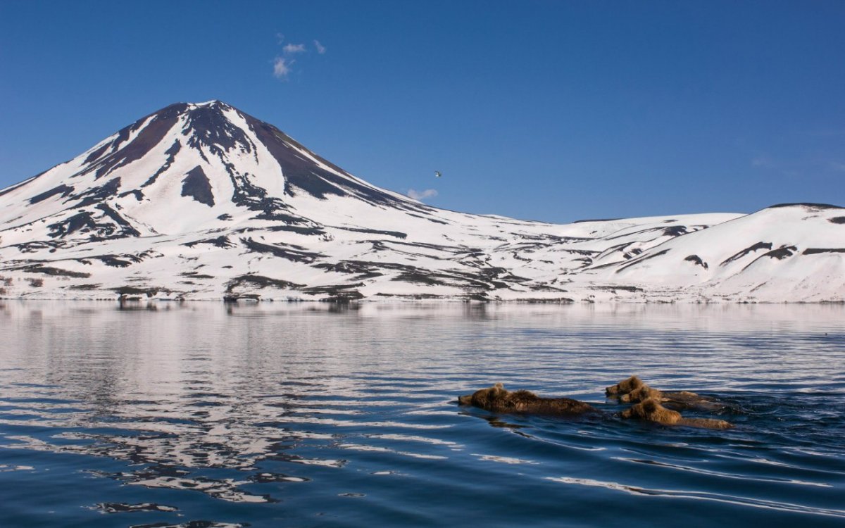 Курильское озеро нерка