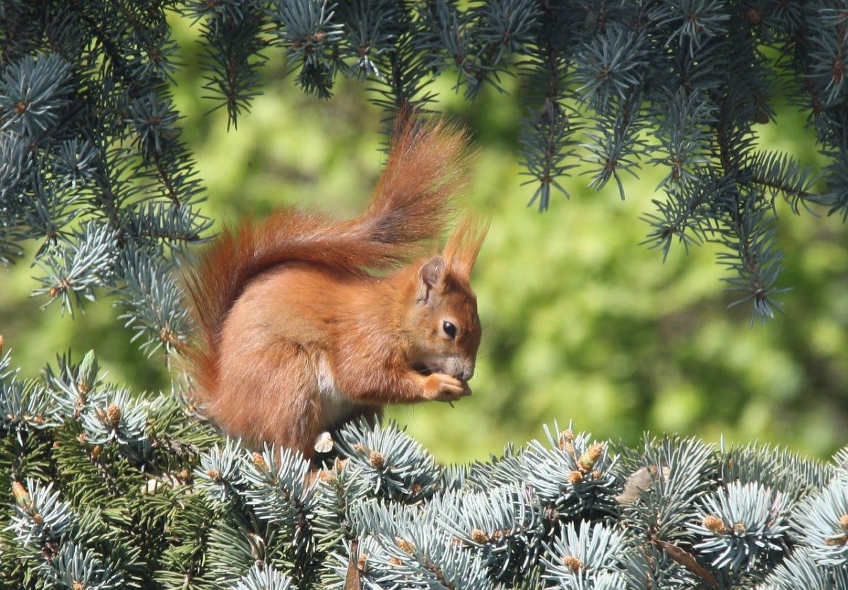 Белка зимой и летом