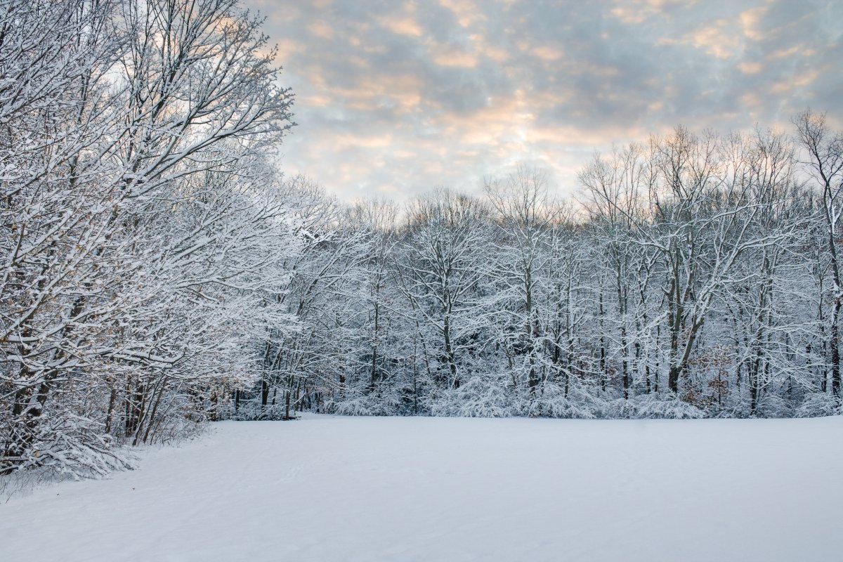 Утро природа зима Британия