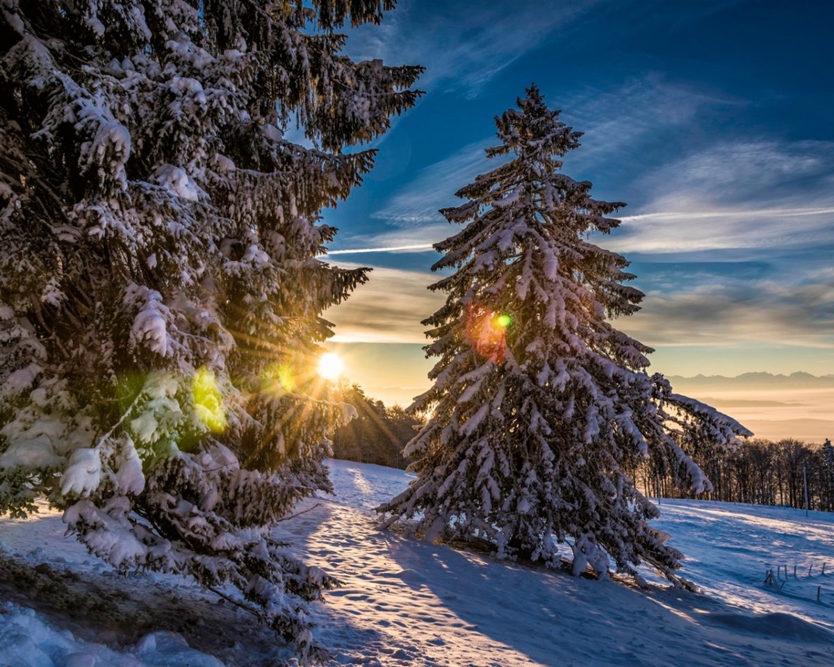 Зима в лесу