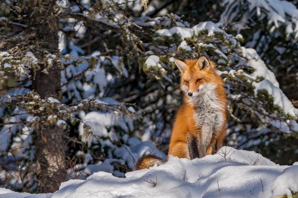 Лиса зимой