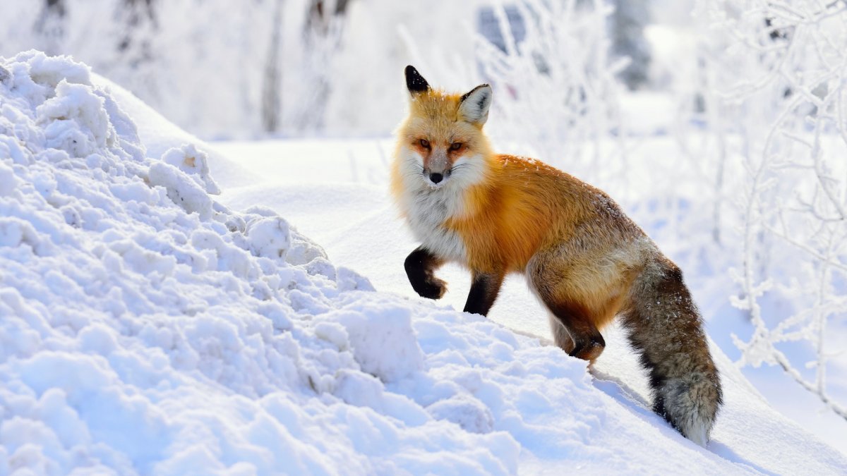 Звери в зимнем лесу