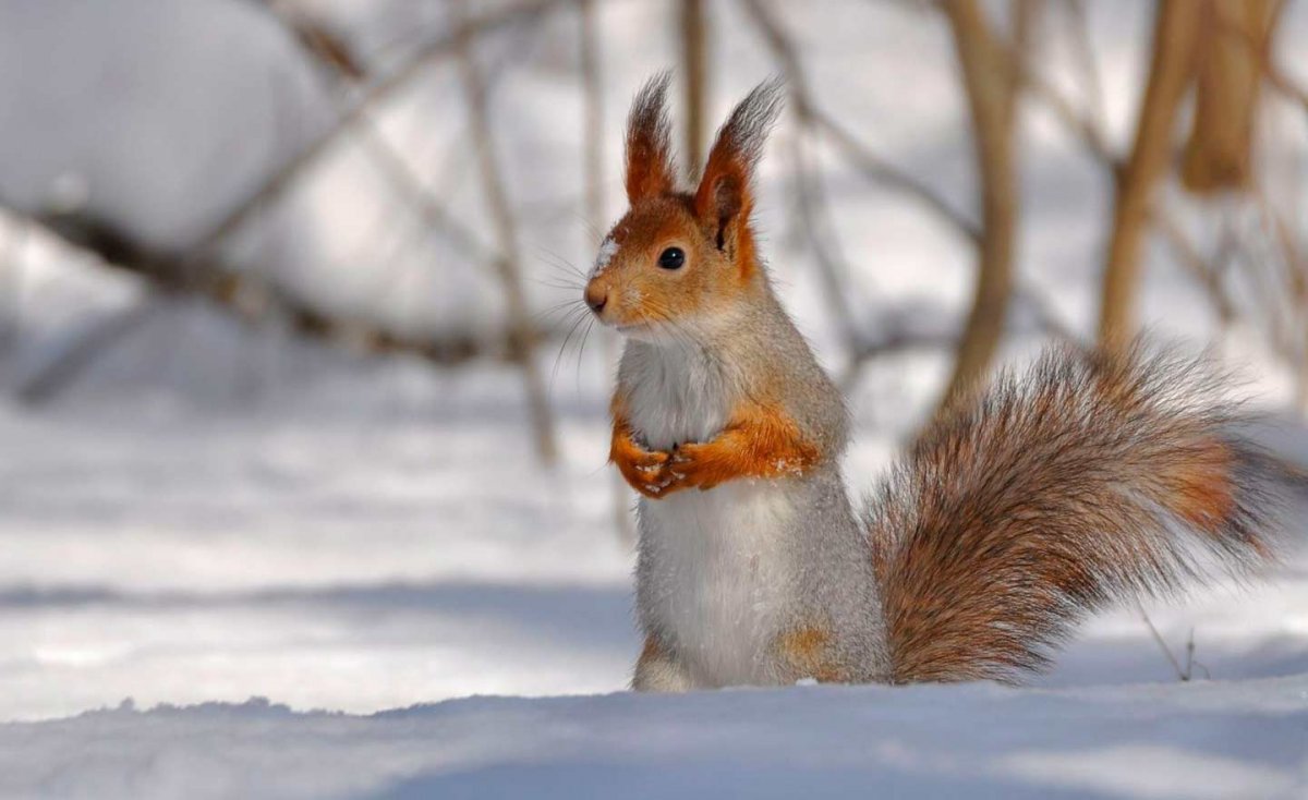 Животные зимой