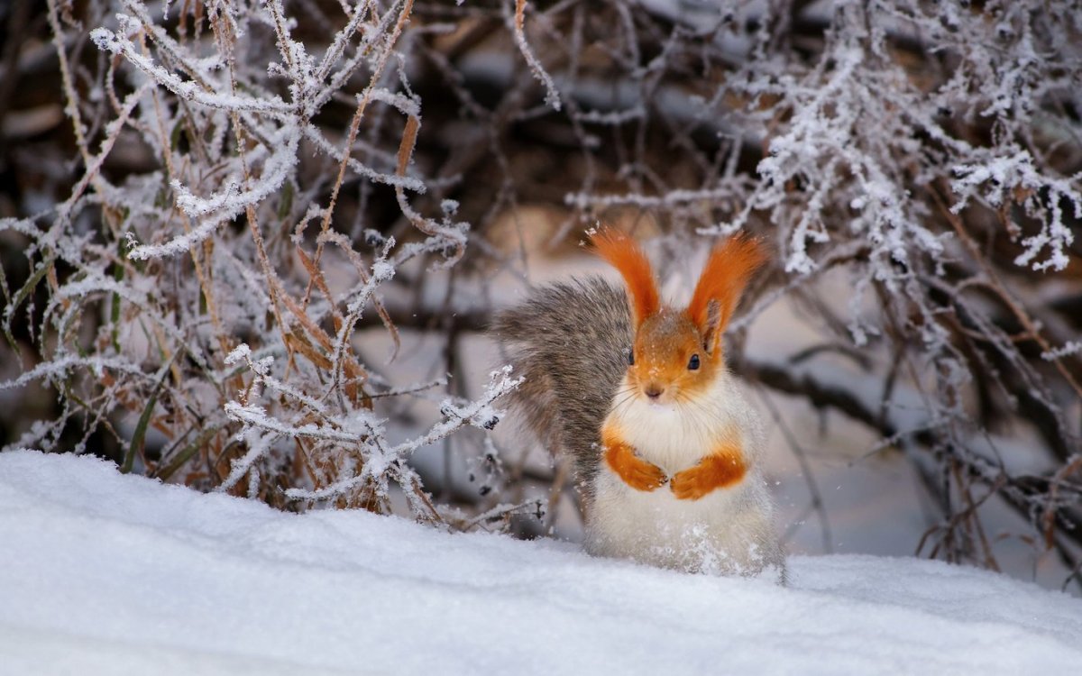 Животные в зимнем лесу