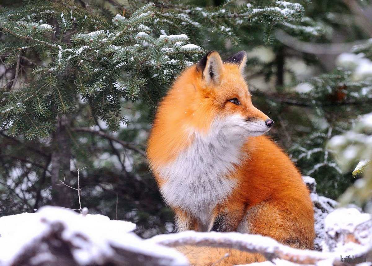 Лисичка Патрикеевна Полярная