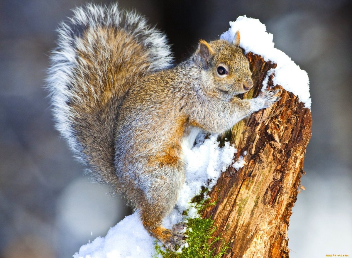 Зимние зверьки