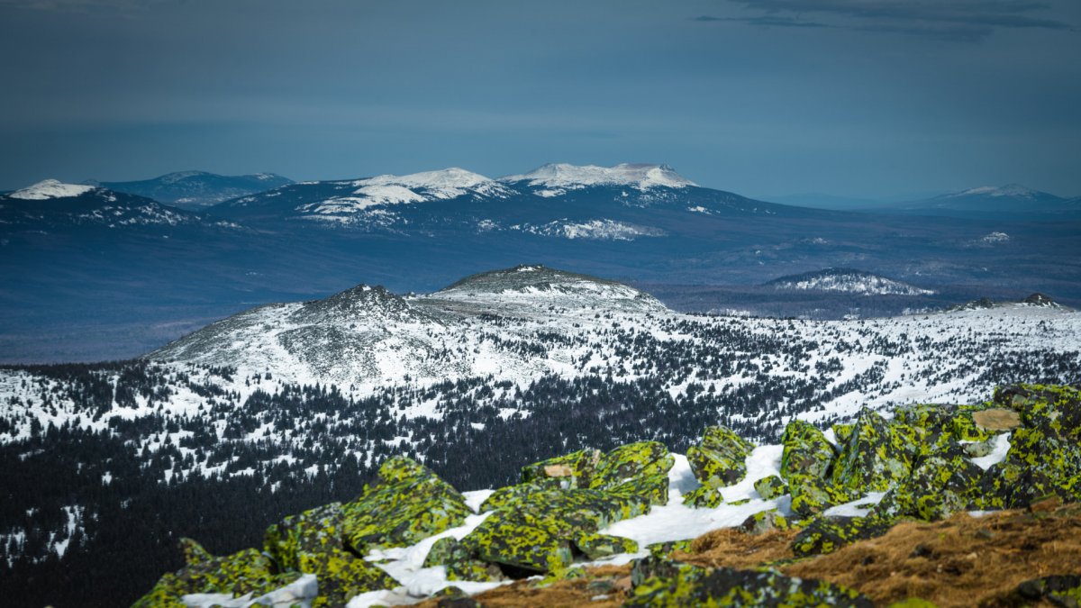 Пихта горного Урала