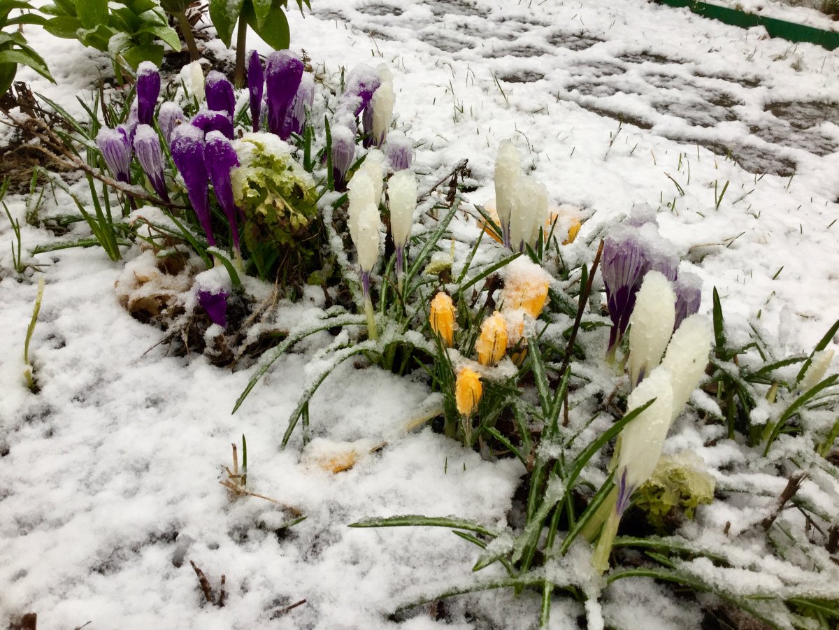 Цветы из под снега