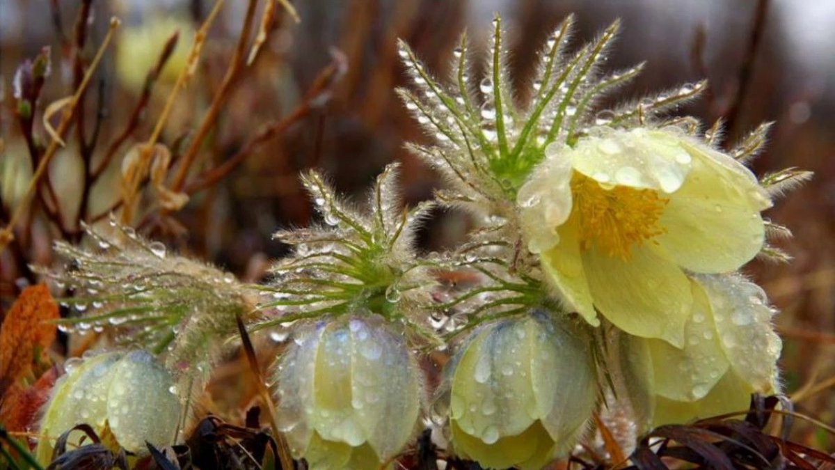 Сааскы сарсыарданан