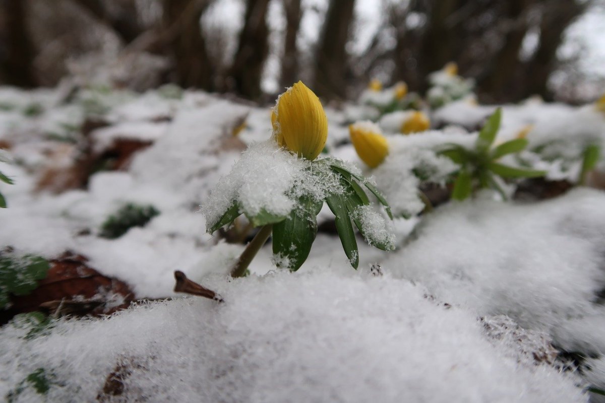 Цветы в снегу