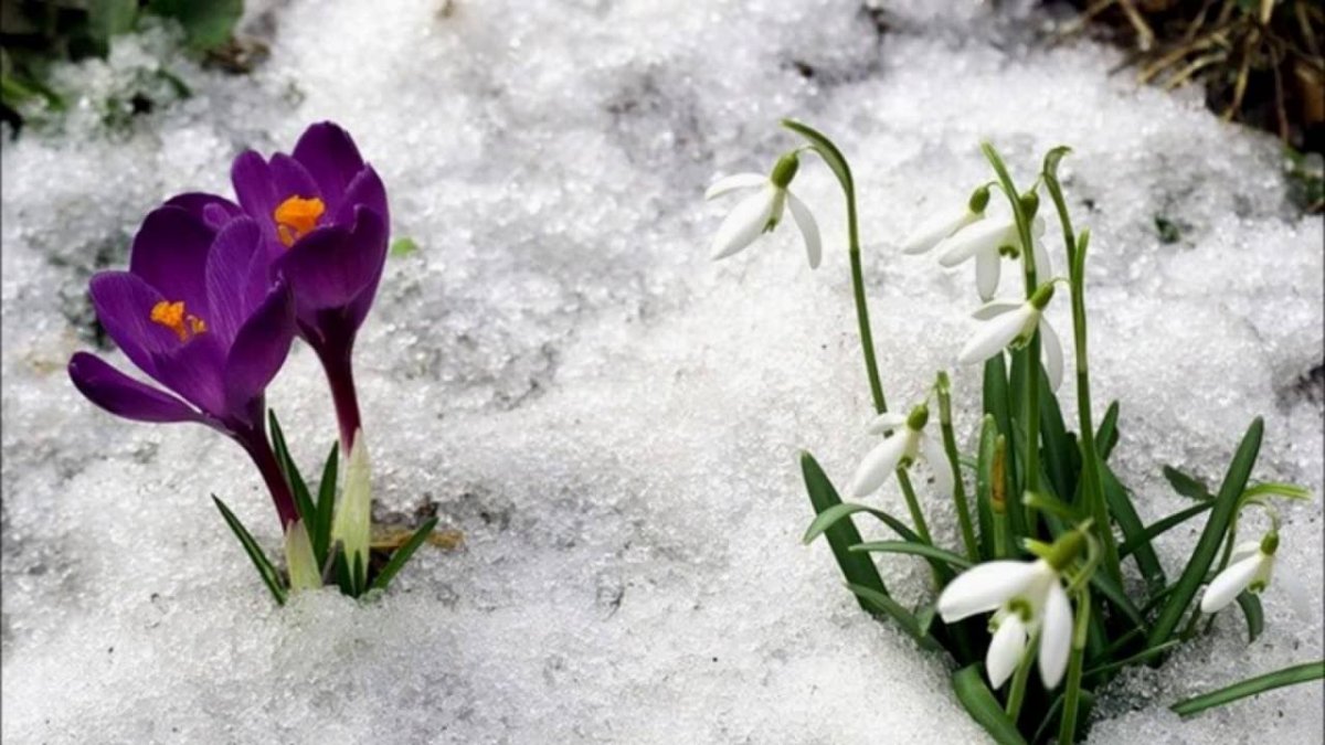 Весеннее Пробуждение природы