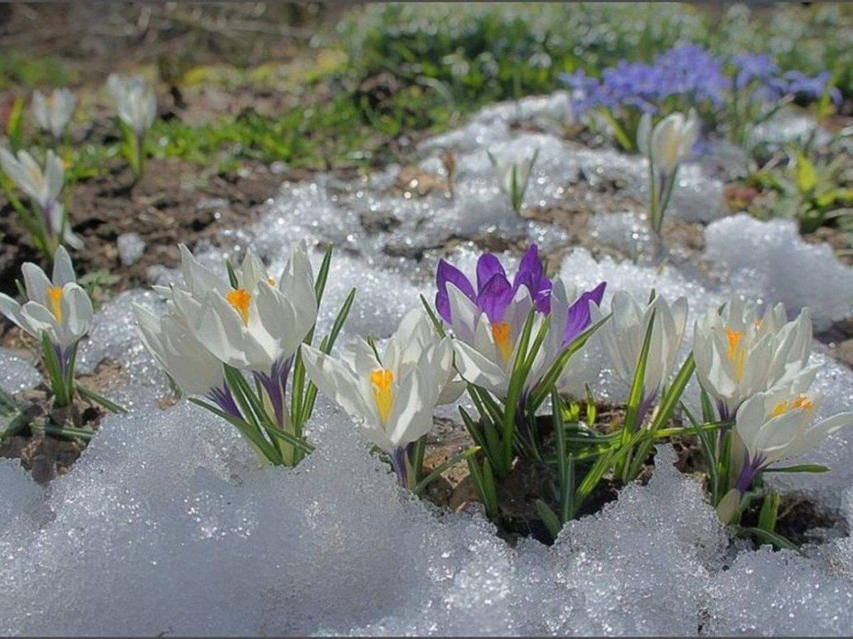 Первые цветы после зимы