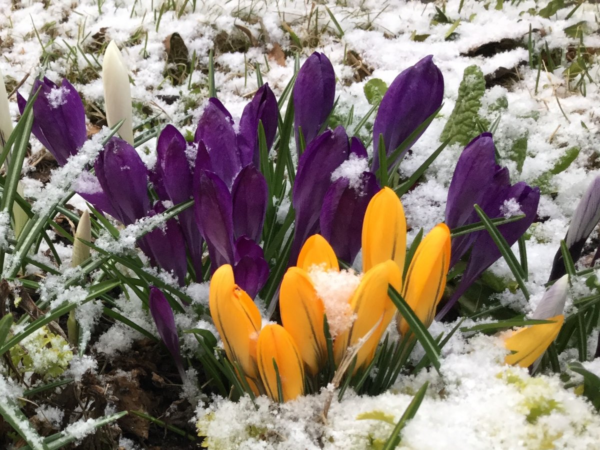 Первые цветы весной