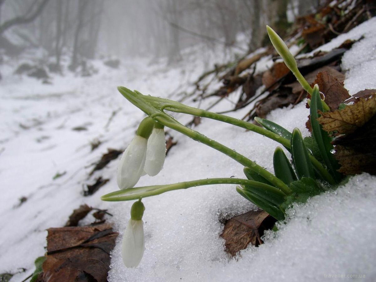 Подснежники зимой