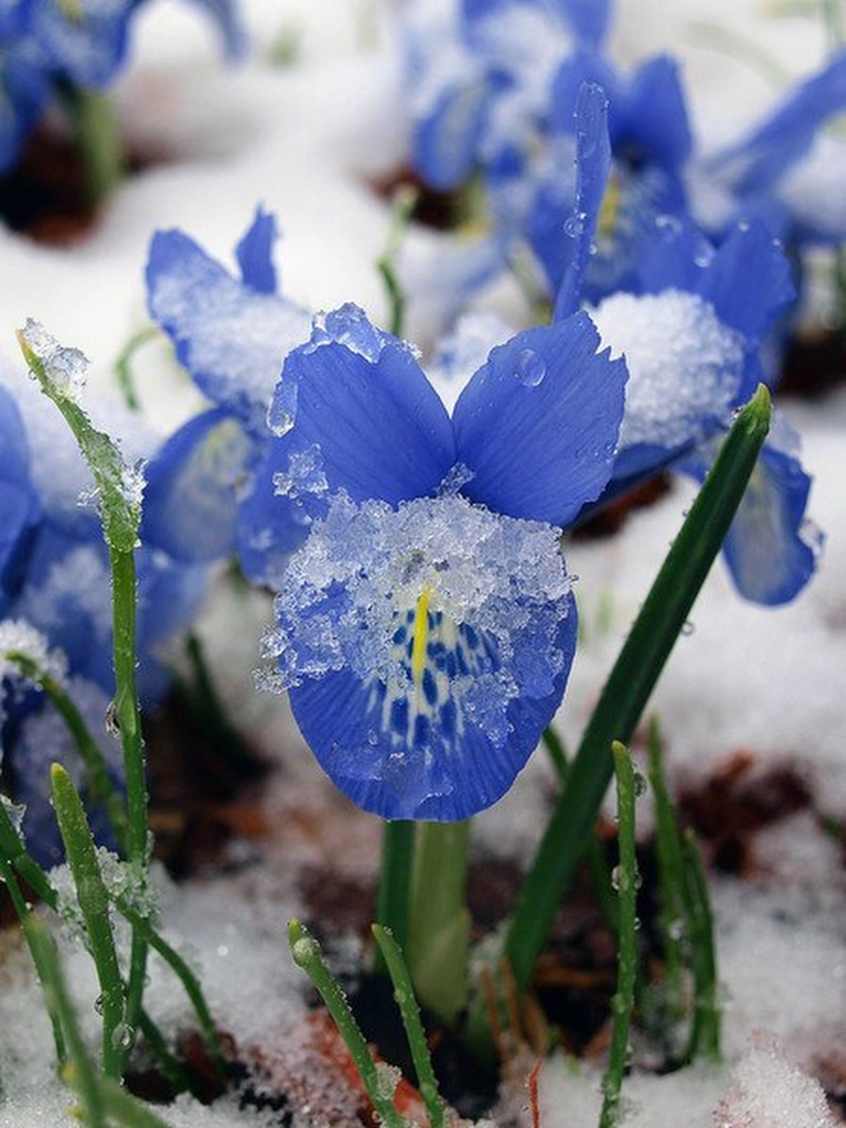 Пролеска Сибирская Крокус