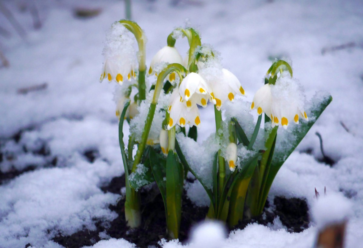 Весна первоцветы