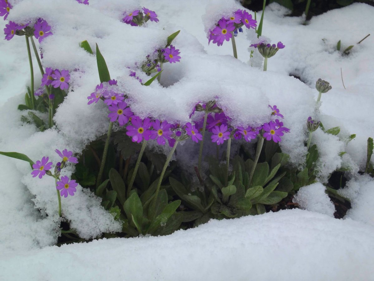 Бадан под снегом