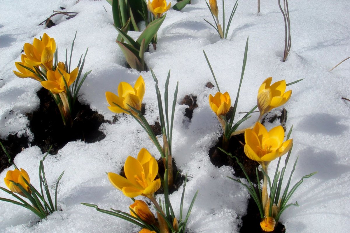 Время года Весна