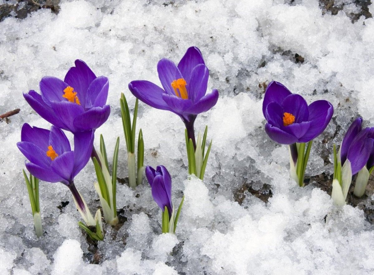 Бойчечак Гули