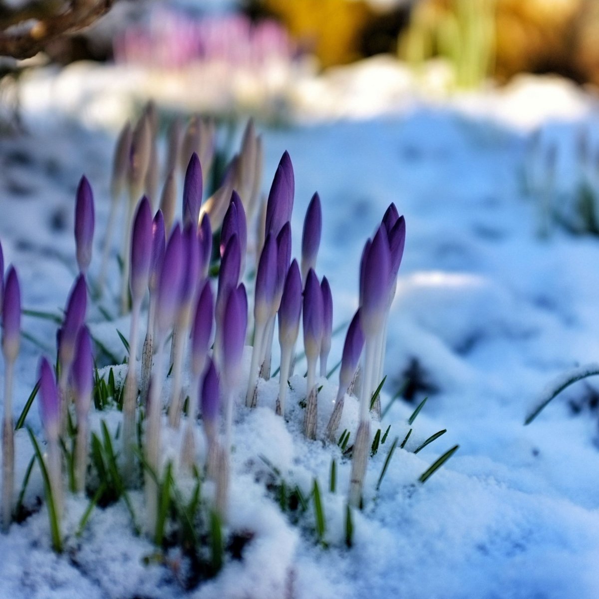Цветы из под снега