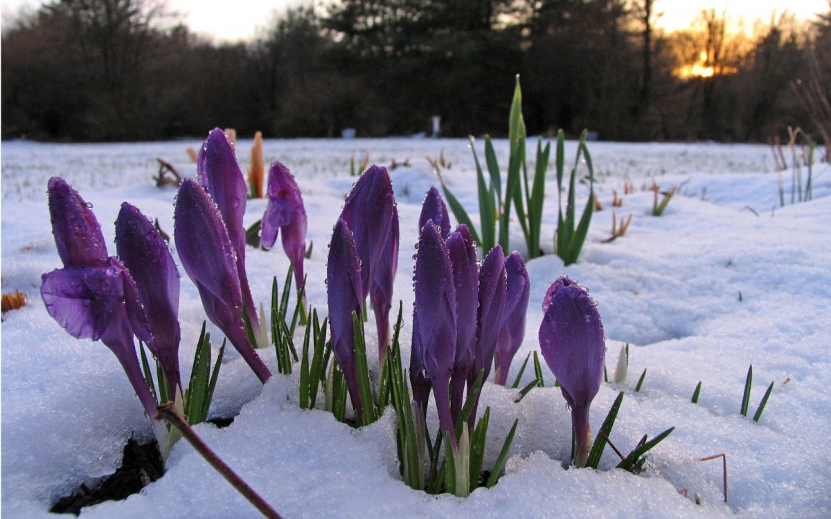 Первоцветы ранней весной