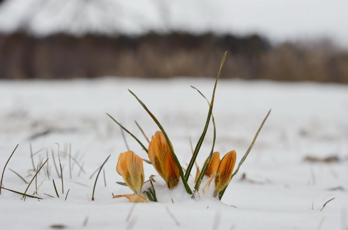 Весна 1 марта перспектива