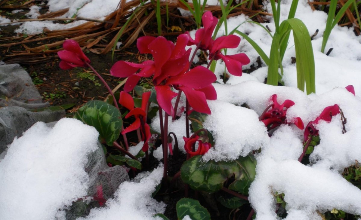 Растения под снегом