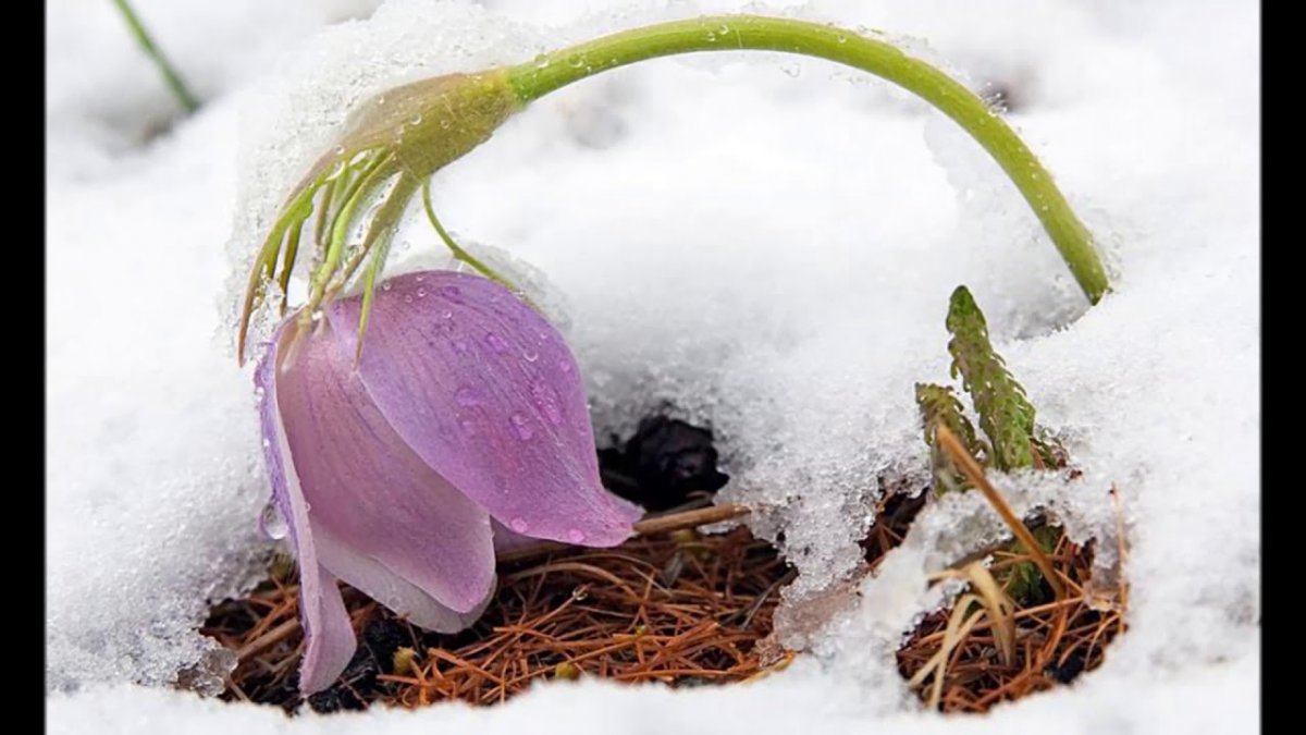 Февральские подснежники