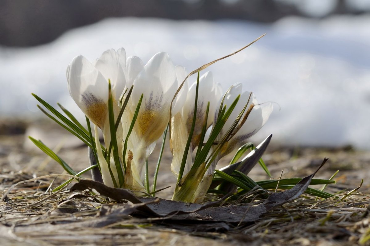 Первые цветы после зимы