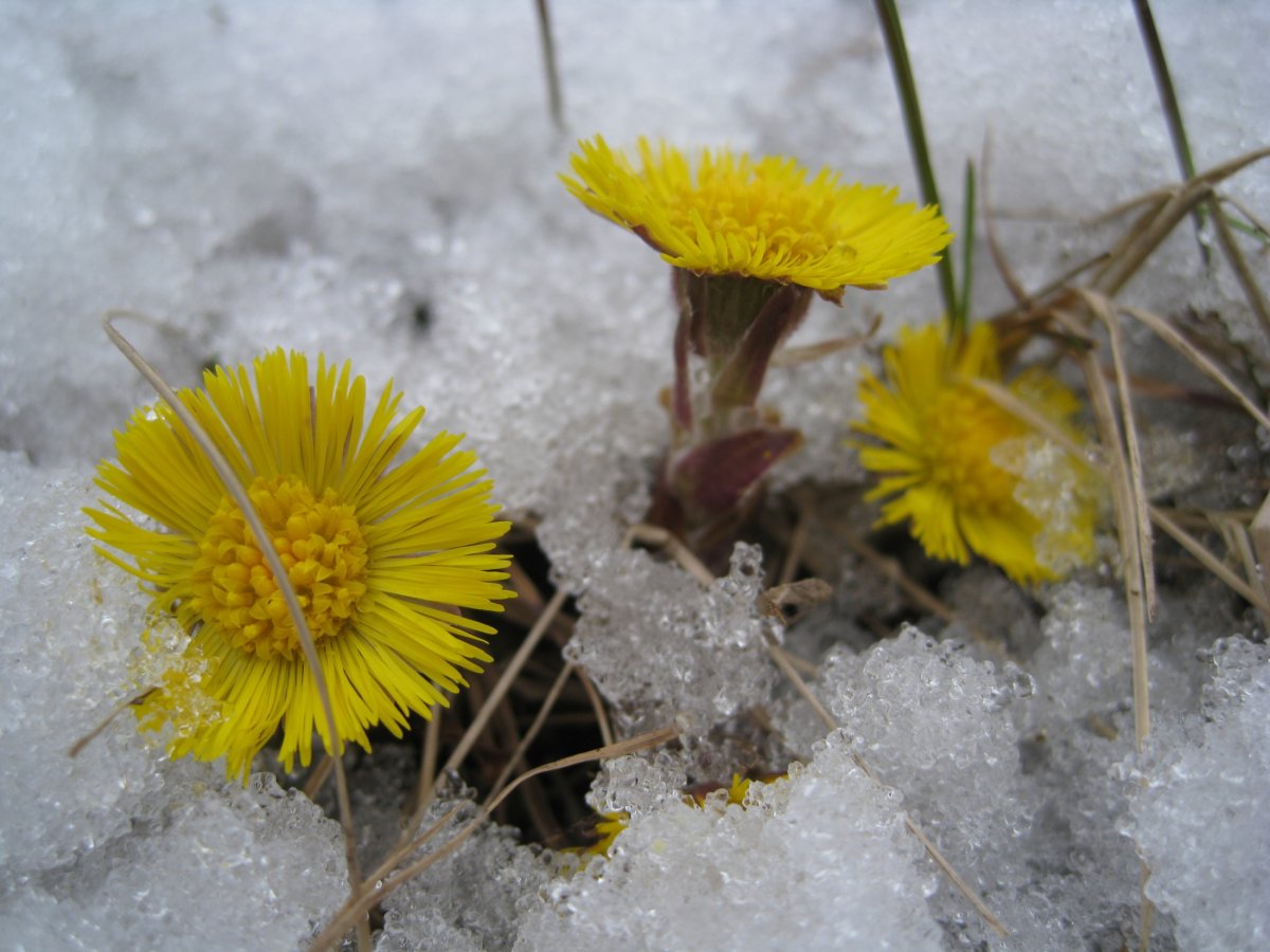 Весенние первоцветы мать и мачеха