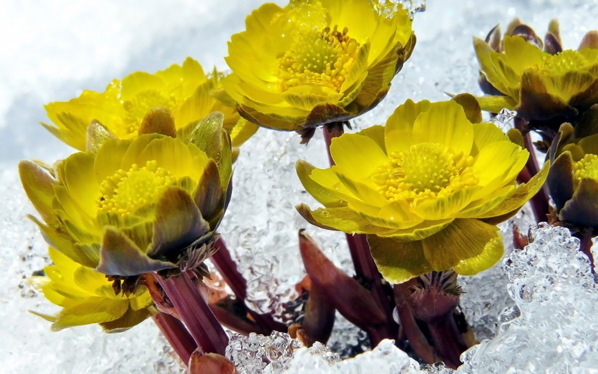 Подснежник желтый Приморский