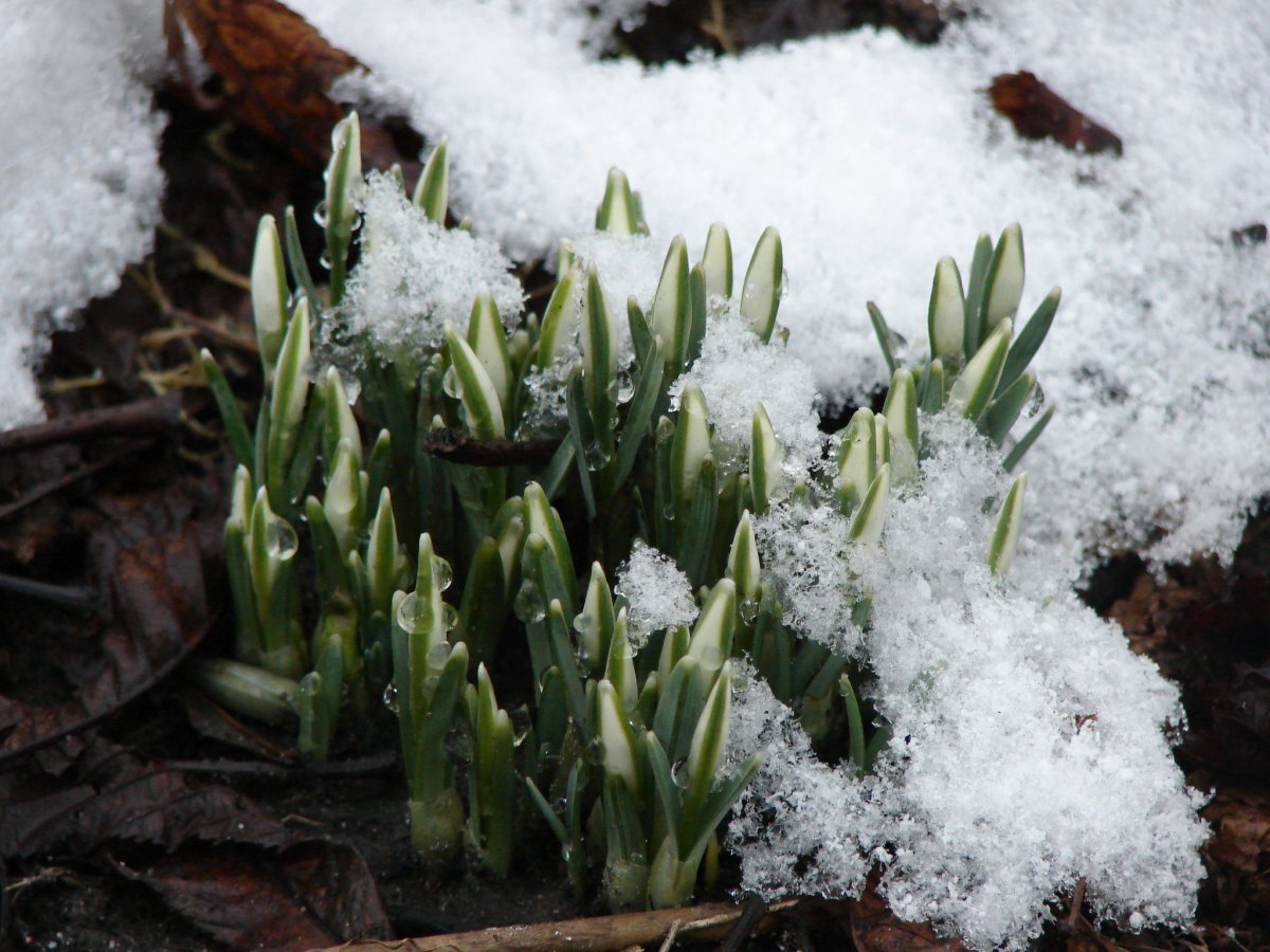 Весна проталины подснежники